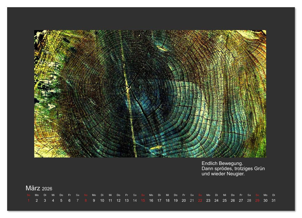 MAGIE HOLZ 2026 (CALVENDO Wandkalender 2026)