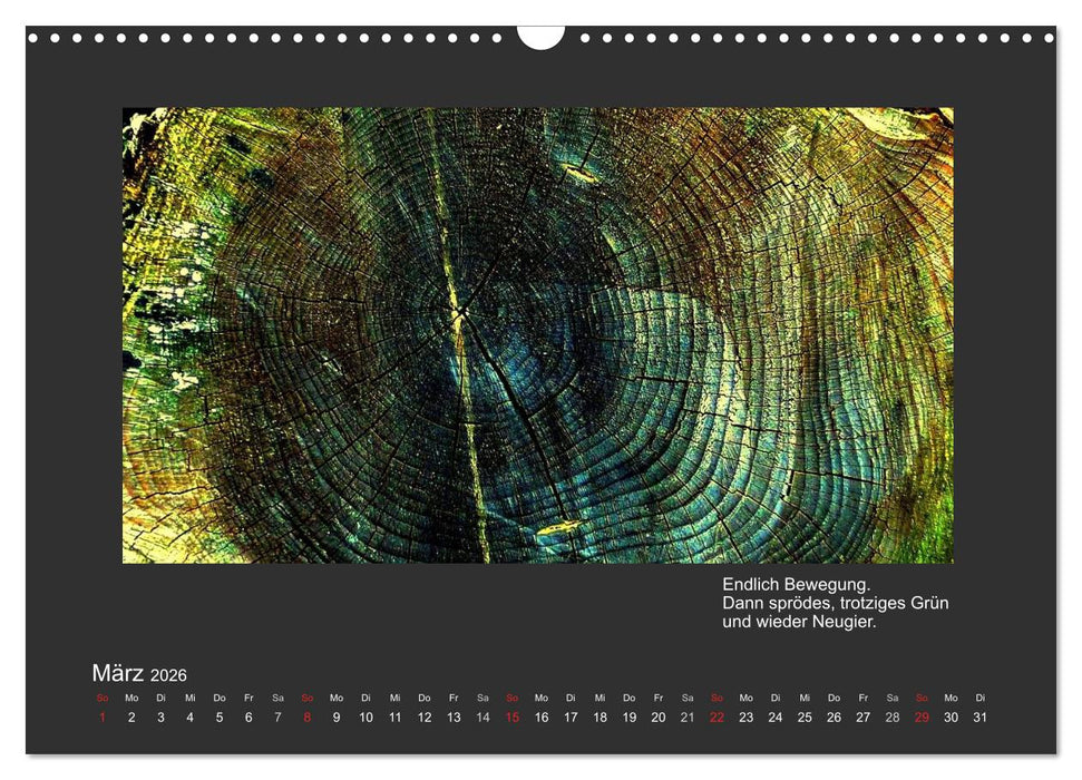 MAGIE HOLZ 2026 (CALVENDO Wandkalender 2026)