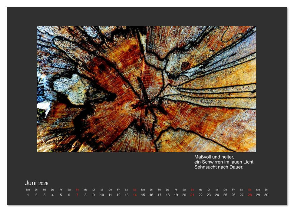 MAGIE HOLZ 2026 (CALVENDO Wandkalender 2026)