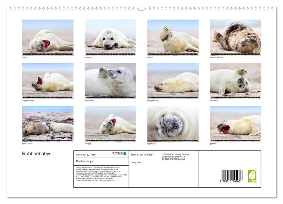 Robbenbabys (CALVENDO Premium Wandkalender 2026)