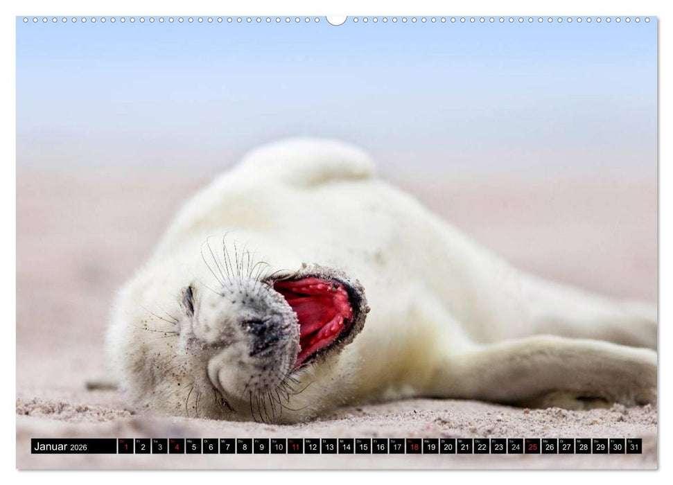 Robbenbabys (CALVENDO Premium Wandkalender 2026)