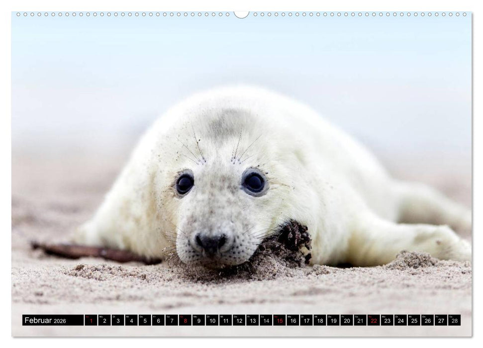Robbenbabys (CALVENDO Premium Wandkalender 2026)