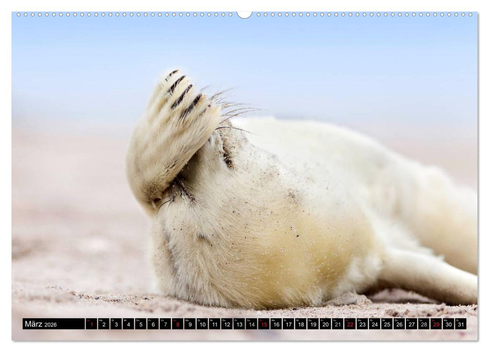 Robbenbabys (CALVENDO Premium Wandkalender 2026)