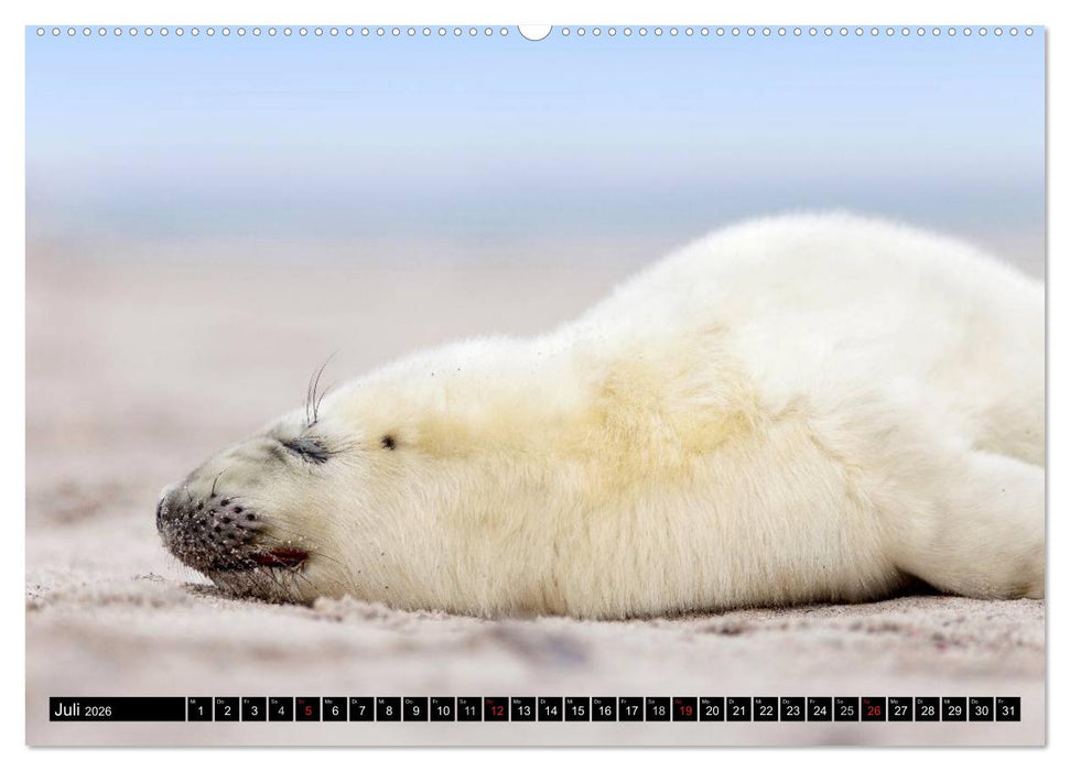 Robbenbabys (CALVENDO Premium Wandkalender 2026)