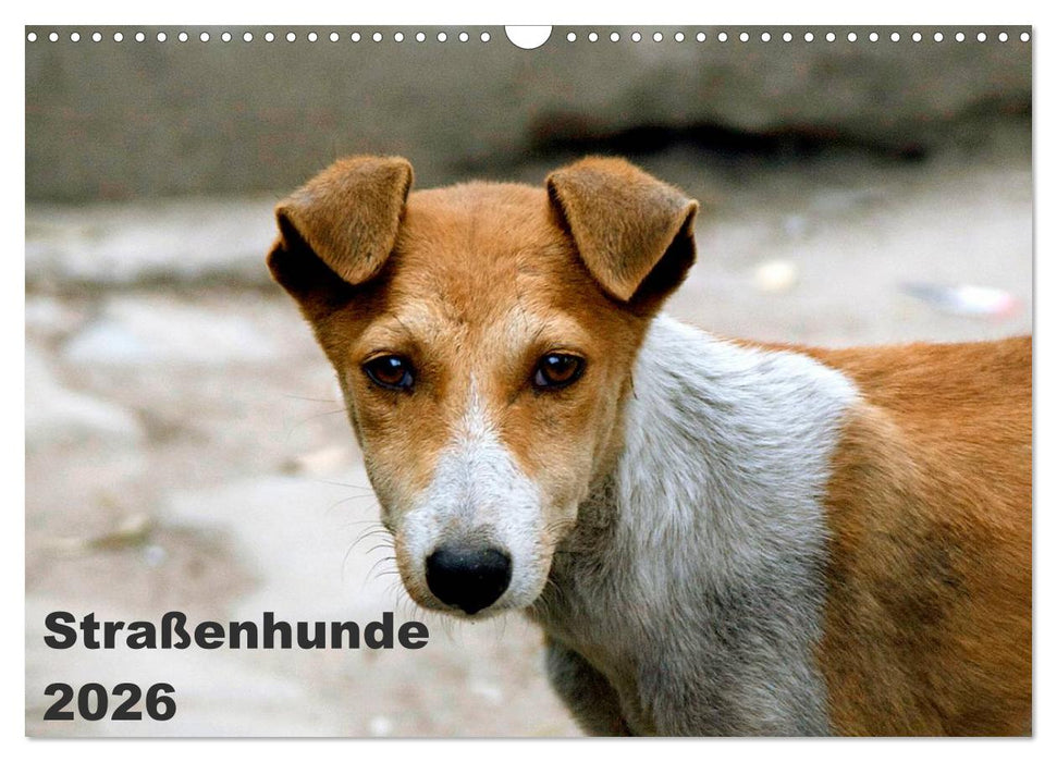 Straßenhunde (CALVENDO Wandkalender 2026)