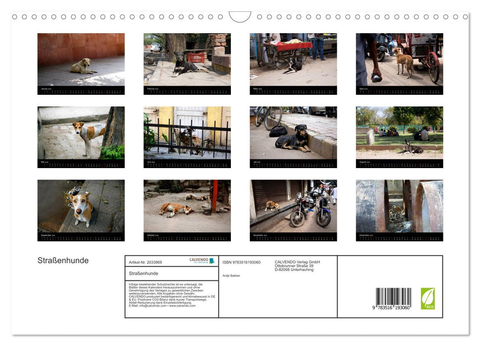 Straßenhunde (CALVENDO Wandkalender 2026)
