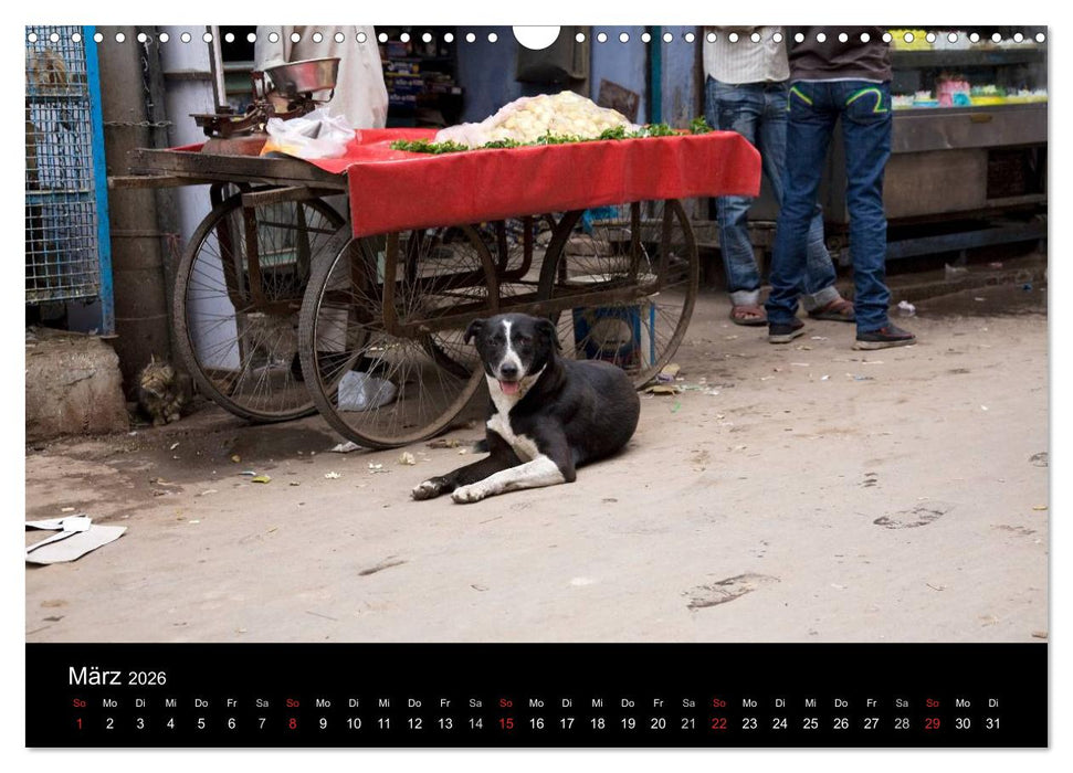 Straßenhunde (CALVENDO Wandkalender 2026)