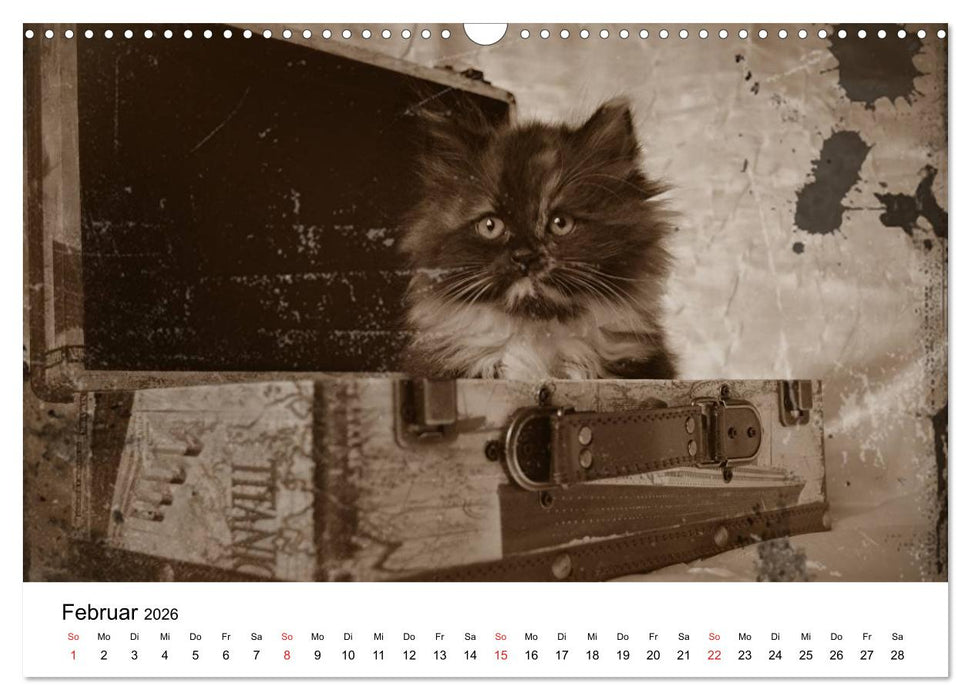 Oma's Katzenkalender 2026 (CALVENDO Wandkalender 2026)