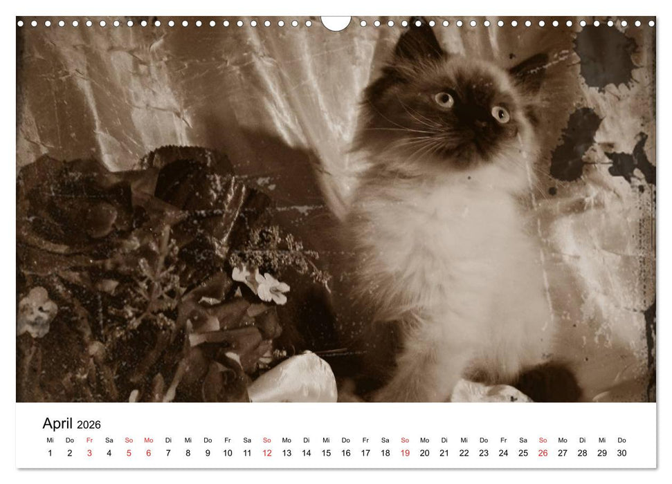 Oma's Katzenkalender 2026 (CALVENDO Wandkalender 2026)