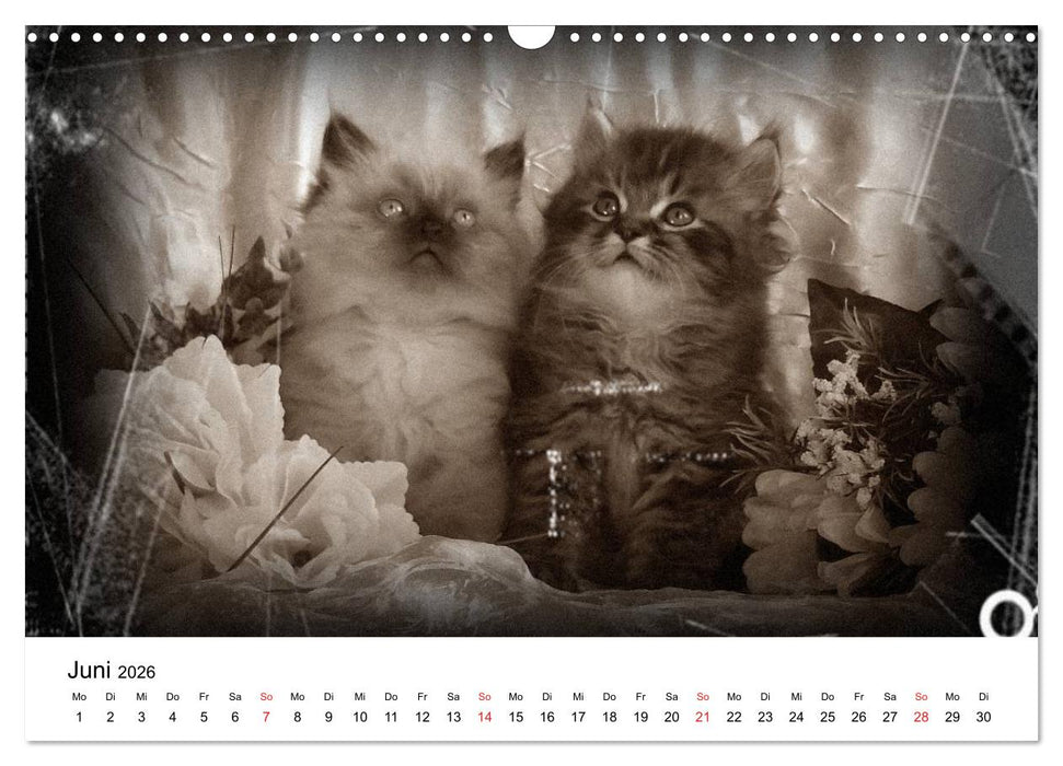 Oma's Katzenkalender 2026 (CALVENDO Wandkalender 2026)