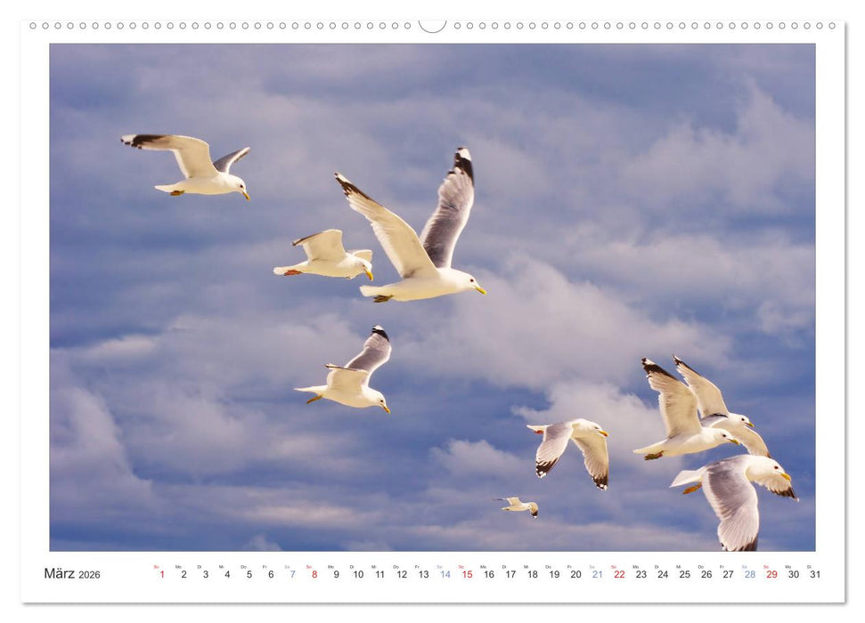 Impressionen der Nordseeinsel Amrum (CALVENDO Premium Wandkalender 2026)