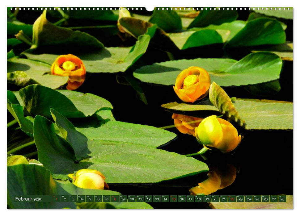 Der Yellowstone Nationalpark (CALVENDO Premium Wandkalender 2026)