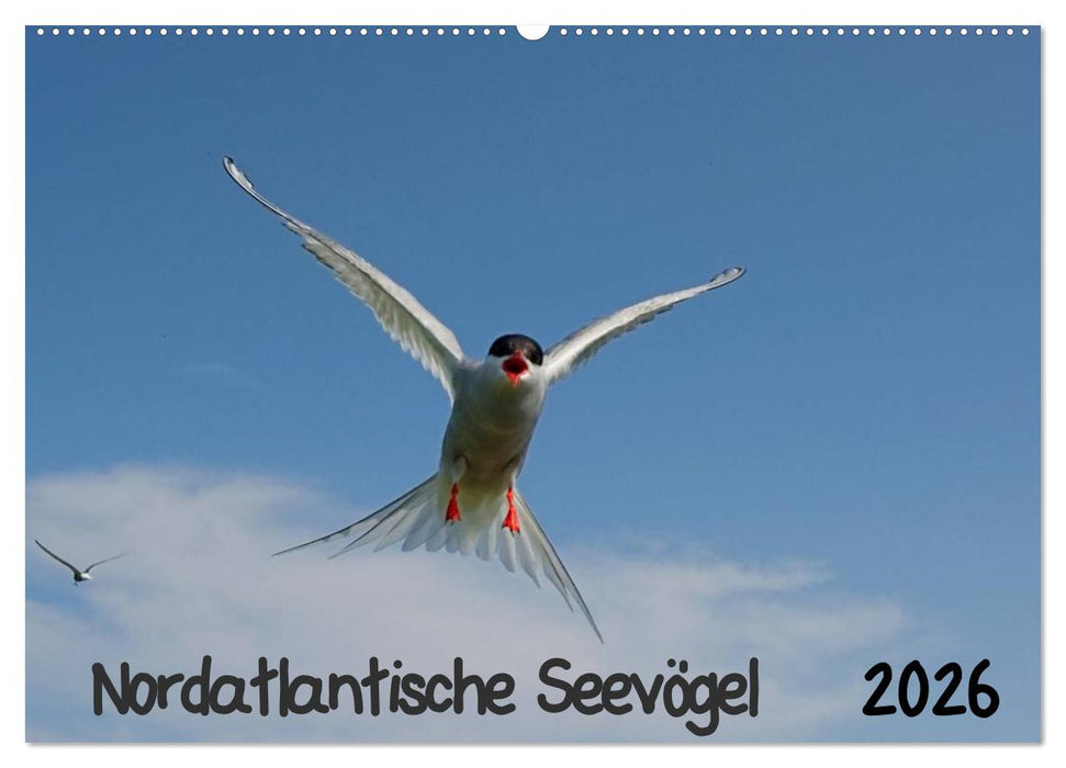 Nordatlantische Seevögel (CALVENDO Wandkalender 2026)