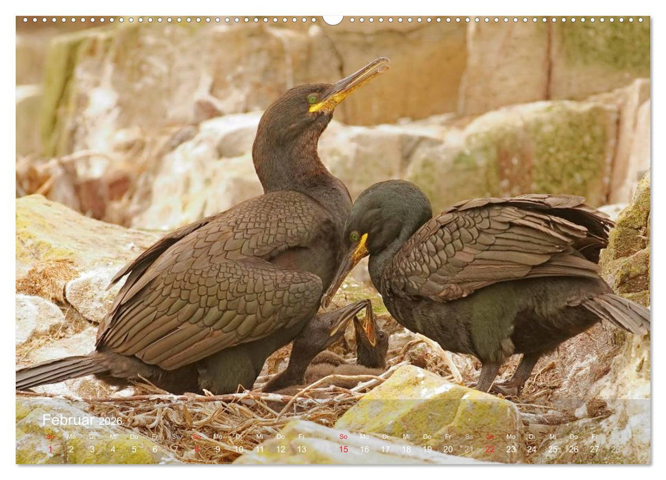 Nordatlantische Seevögel (CALVENDO Wandkalender 2026)