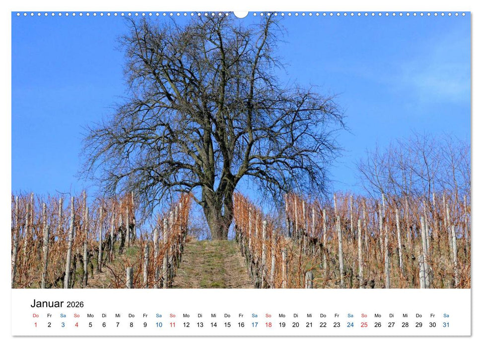 Württemberger Wein 2026 (CALVENDO Premium Wandkalender 2026)