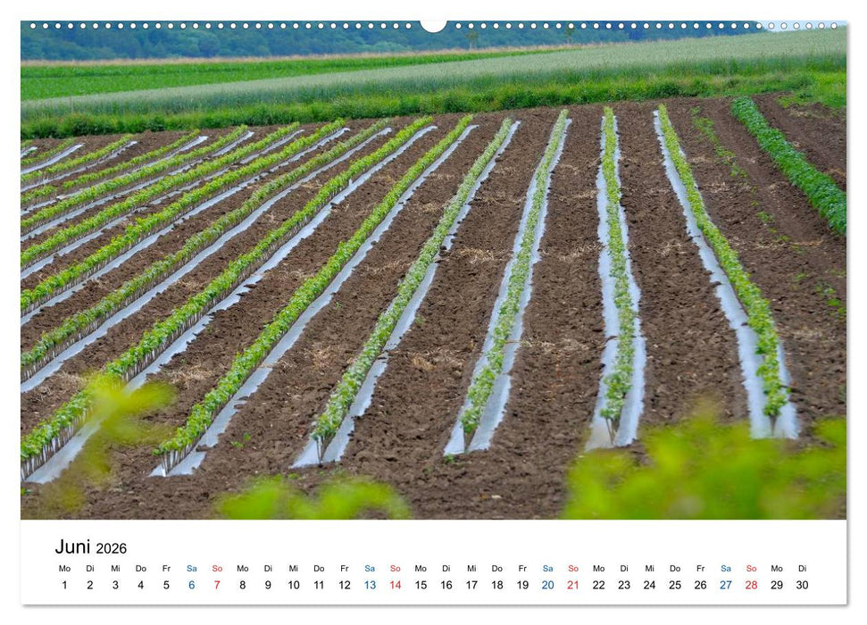 Württemberger Wein 2026 (CALVENDO Premium Wandkalender 2026)