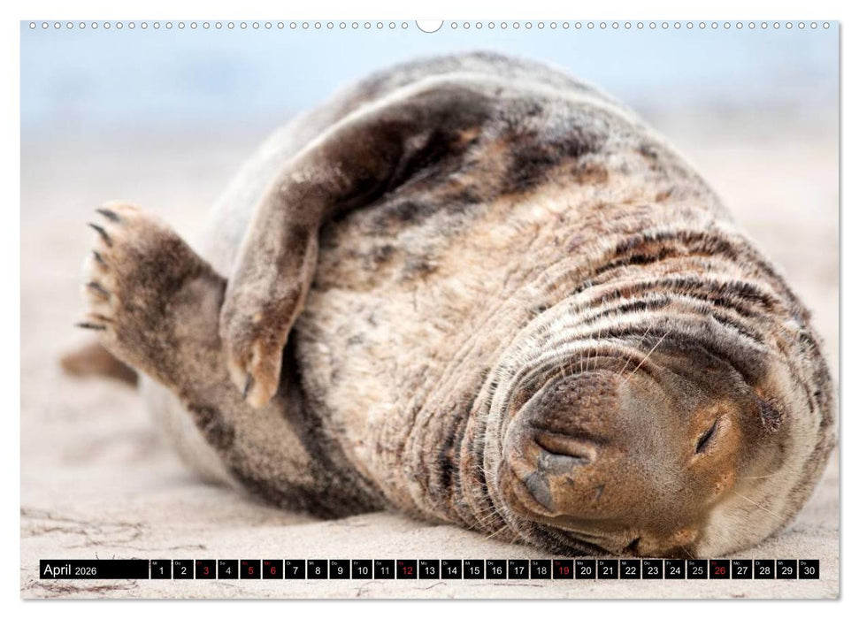 Robbenbabys (CALVENDO Wandkalender 2026)