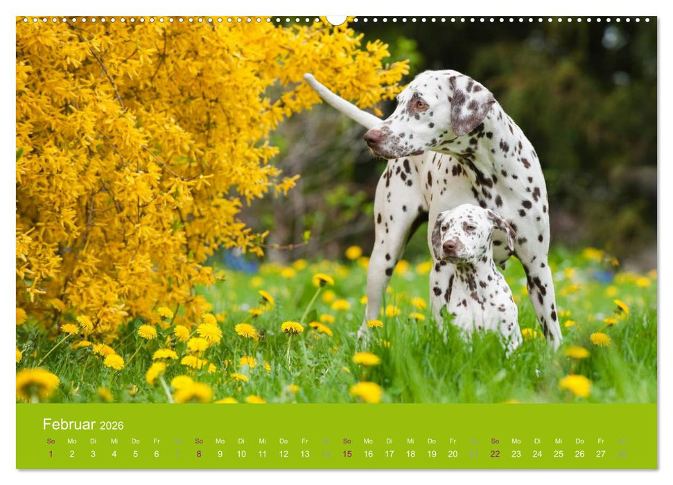 Dalmatiner 2026 (CALVENDO Premium Wandkalender 2026)