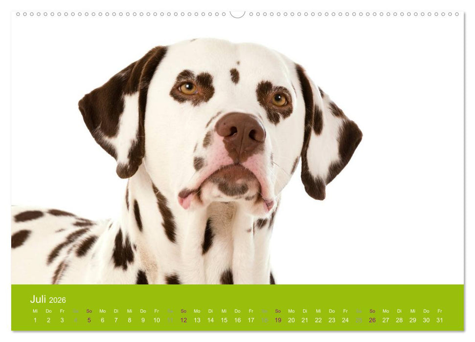 Dalmatiner 2026 (CALVENDO Premium Wandkalender 2026)