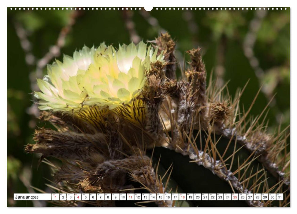Faszination Kakteen (CALVENDO Premium Wandkalender 2026)