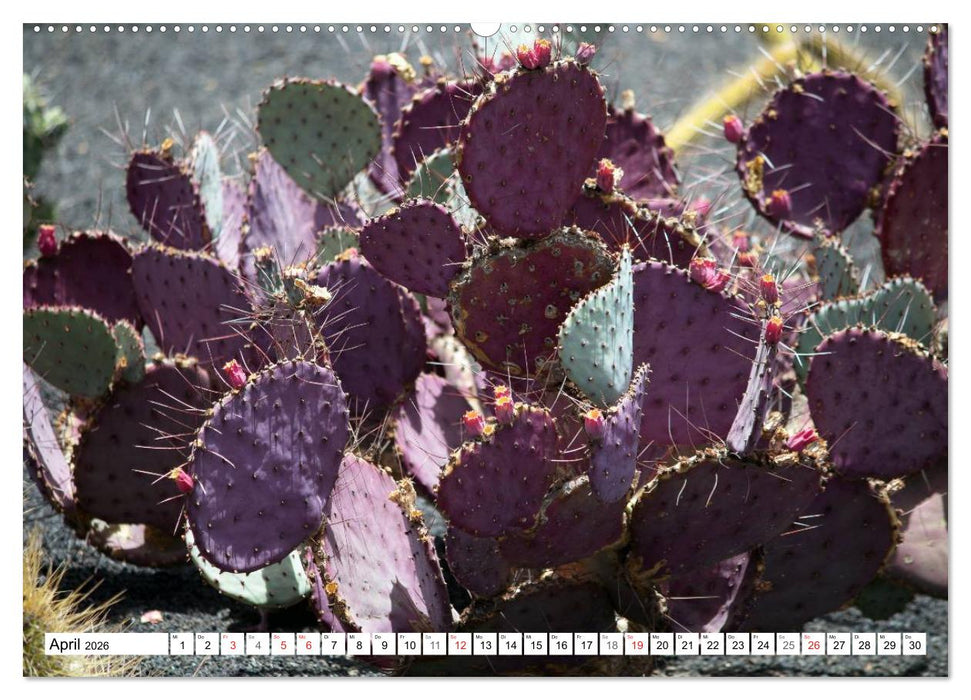 Faszination Kakteen (CALVENDO Premium Wandkalender 2026)
