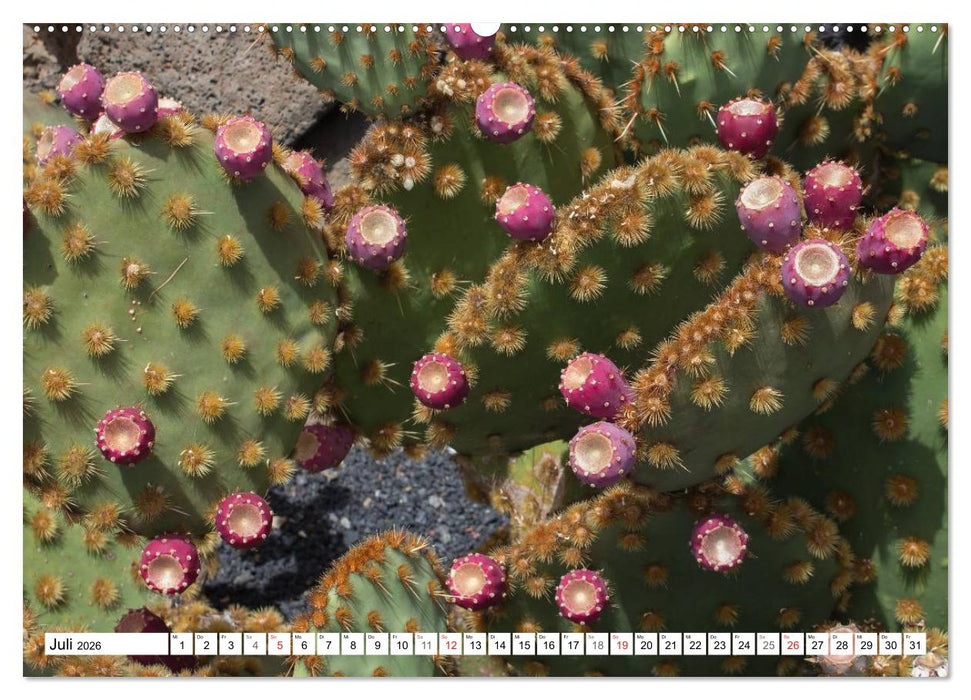 Faszination Kakteen (CALVENDO Premium Wandkalender 2026)