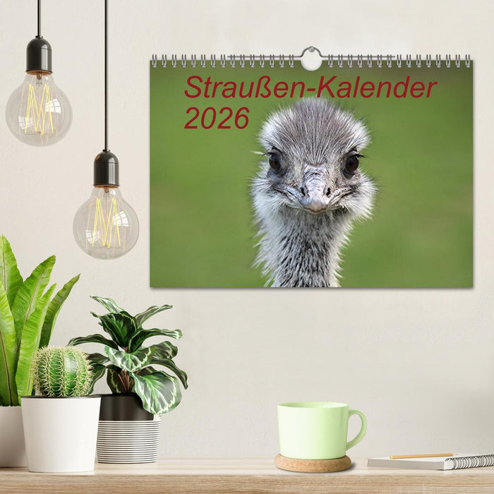 Straußen-Kalender 2026 (CALVENDO Wandkalender 2026)