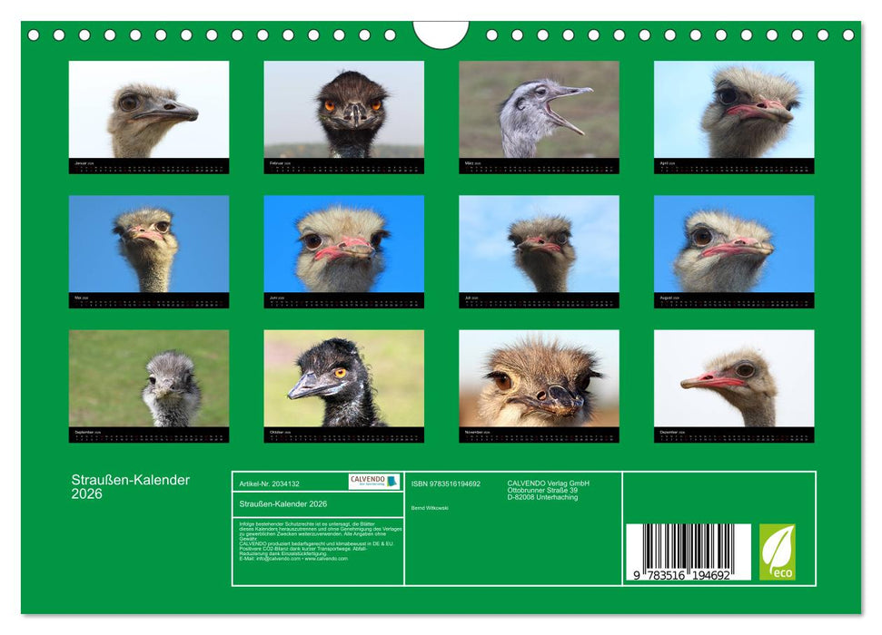 Straußen-Kalender 2026 (CALVENDO Wandkalender 2026)