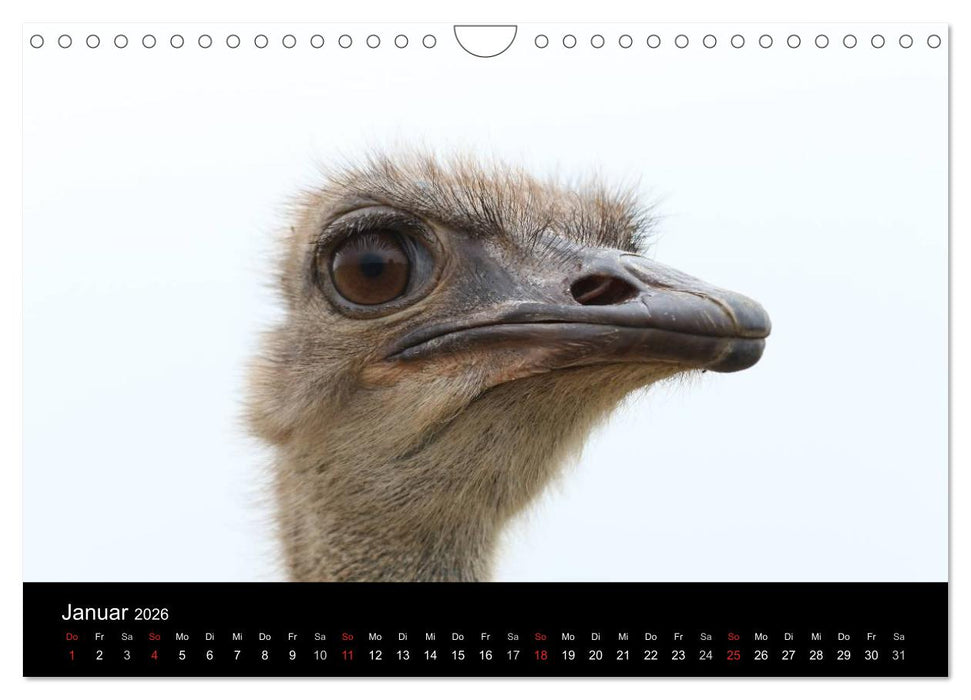 Straußen-Kalender 2026 (CALVENDO Wandkalender 2026)