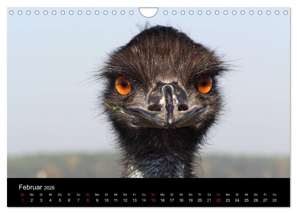 Straußen-Kalender 2026 (CALVENDO Wandkalender 2026)