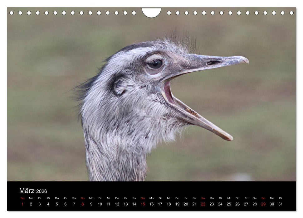 Straußen-Kalender 2026 (CALVENDO Wandkalender 2026)
