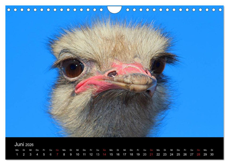 Straußen-Kalender 2026 (CALVENDO Wandkalender 2026)