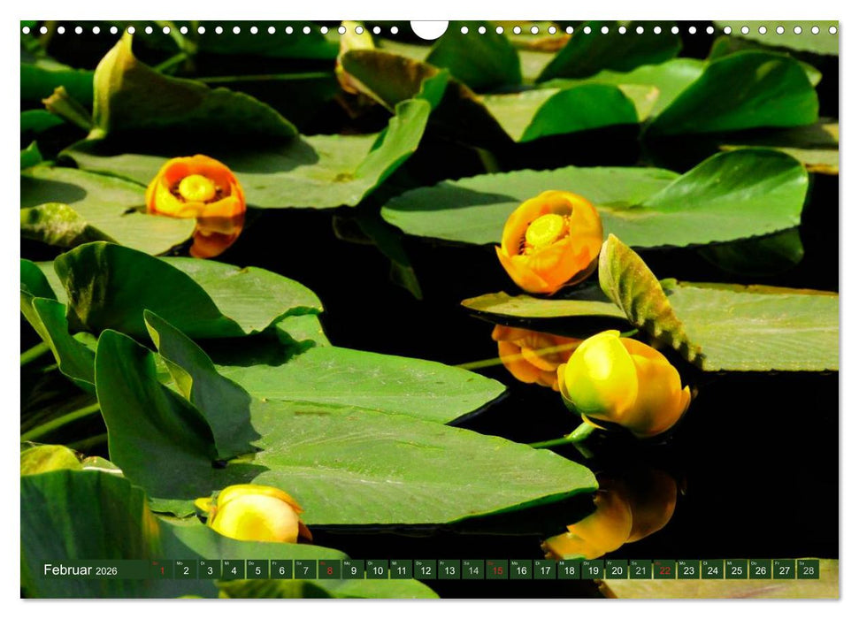 Der Yellowstone Nationalpark (CALVENDO Wandkalender 2026)