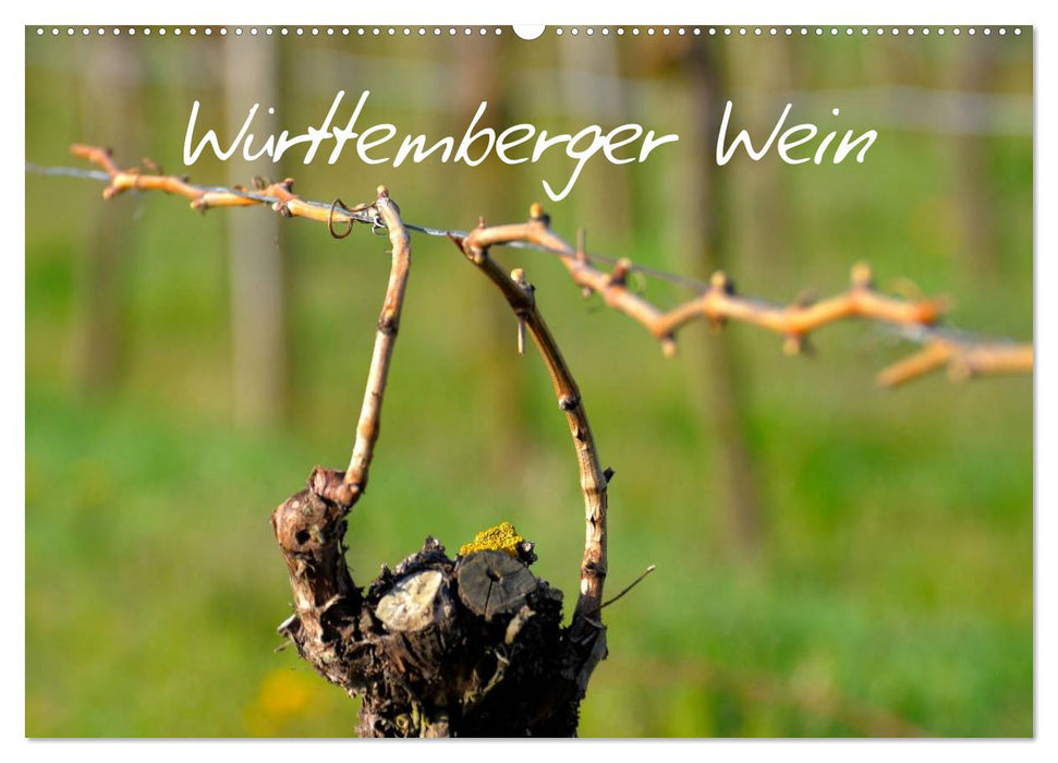 Württemberger Wein 2026 (CALVENDO Wandkalender 2026)