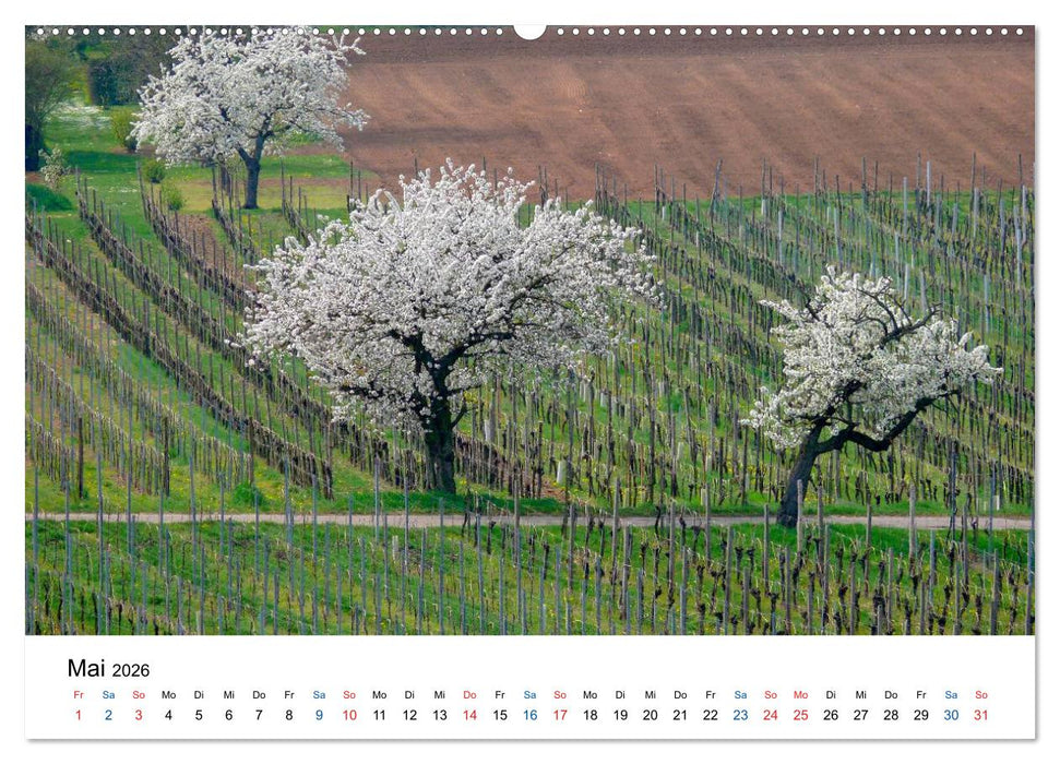 Württemberger Wein 2026 (CALVENDO Wandkalender 2026)