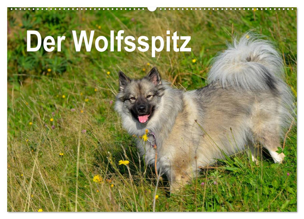 Der Wolfsspitz (CALVENDO Wandkalender 2026)