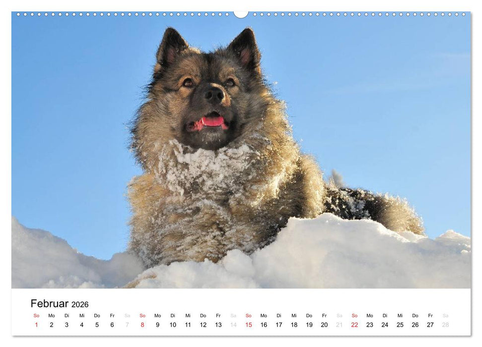 Der Wolfsspitz (CALVENDO Wandkalender 2026)