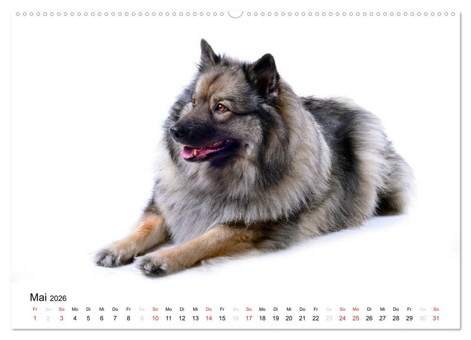 Der Wolfsspitz (CALVENDO Wandkalender 2026)