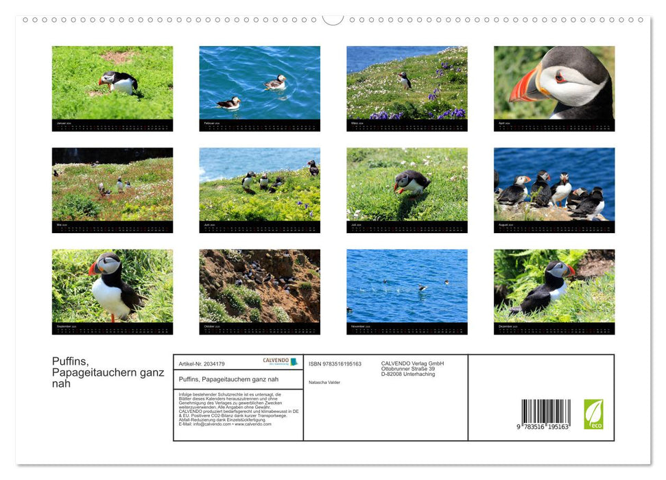 Puffins, Papageitauchern ganz nah (CALVENDO Premium Wandkalender 2026)