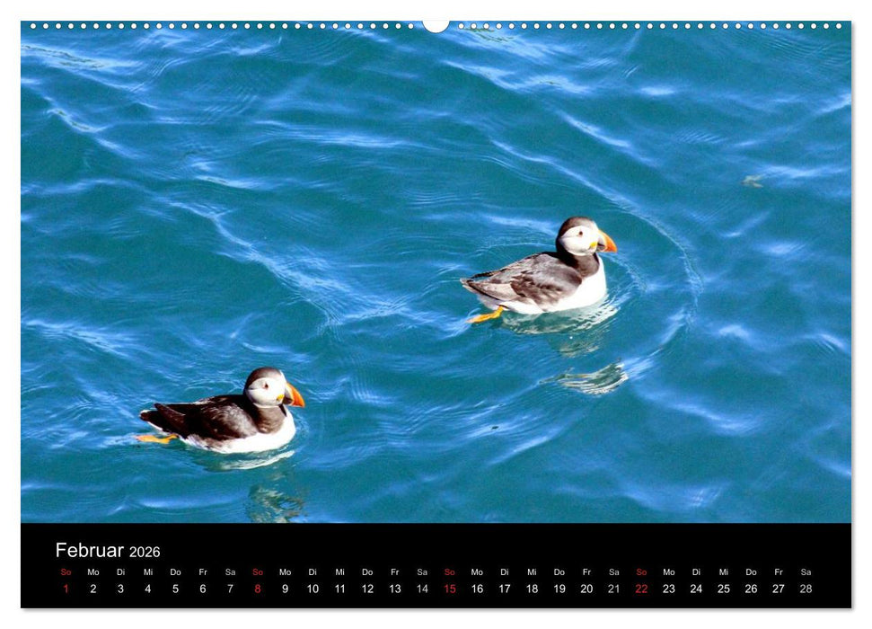 Puffins, Papageitauchern ganz nah (CALVENDO Premium Wandkalender 2026)