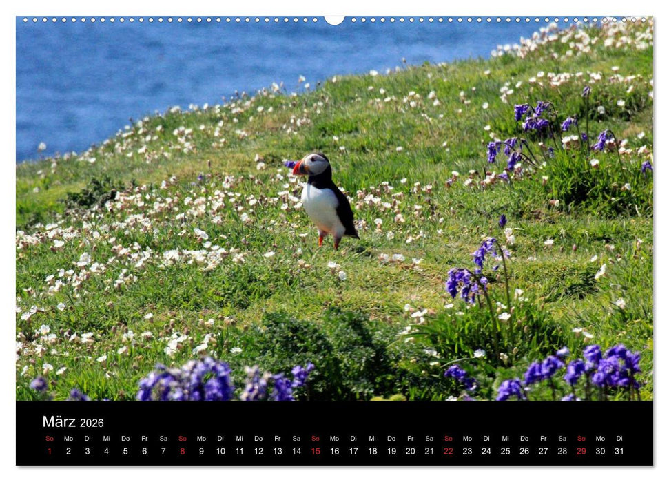 Puffins, Papageitauchern ganz nah (CALVENDO Premium Wandkalender 2026)