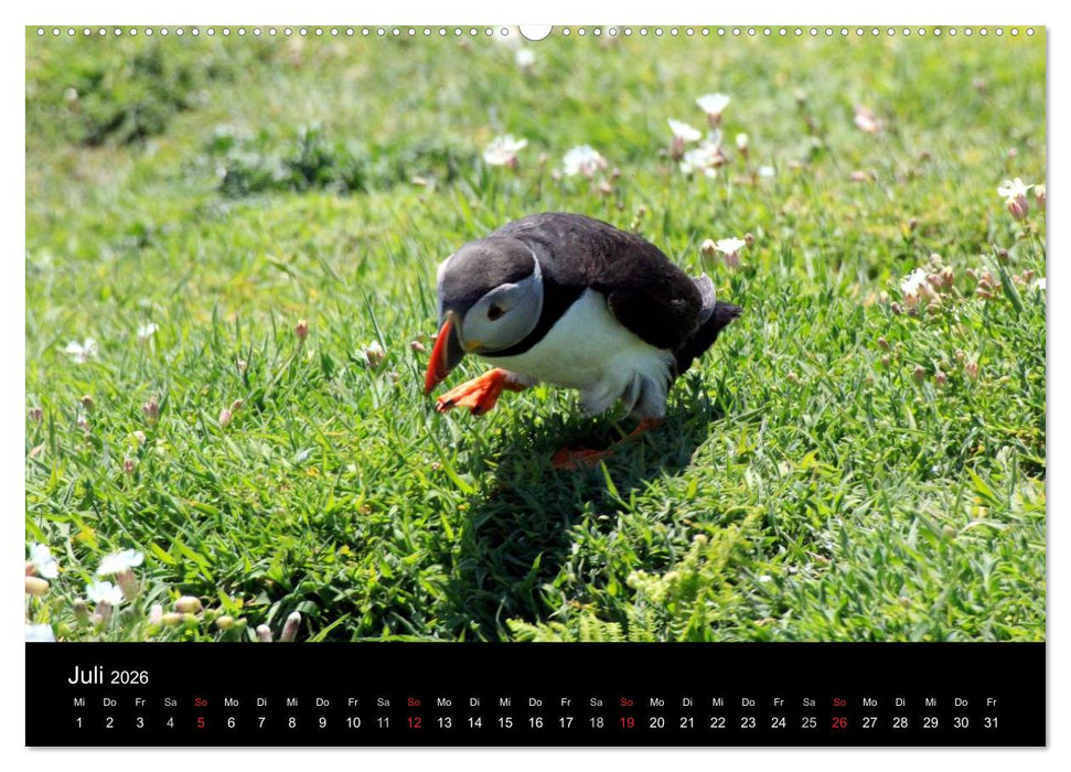 Puffins, Papageitauchern ganz nah (CALVENDO Premium Wandkalender 2026)