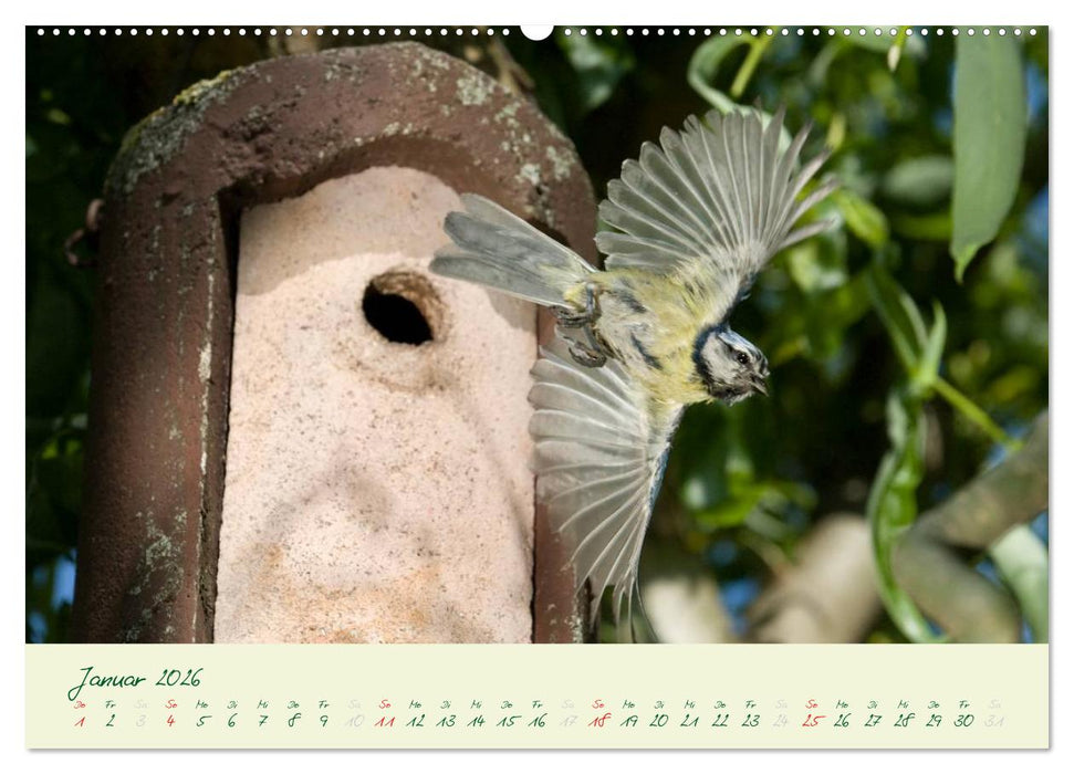 Elternzeit - das Familienleben der Blaumeisen (CALVENDO Premium Wandkalender 2026)