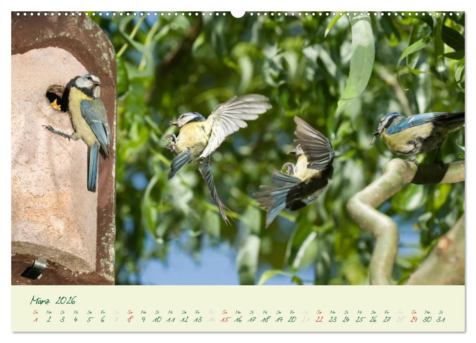 Elternzeit - das Familienleben der Blaumeisen (CALVENDO Premium Wandkalender 2026)