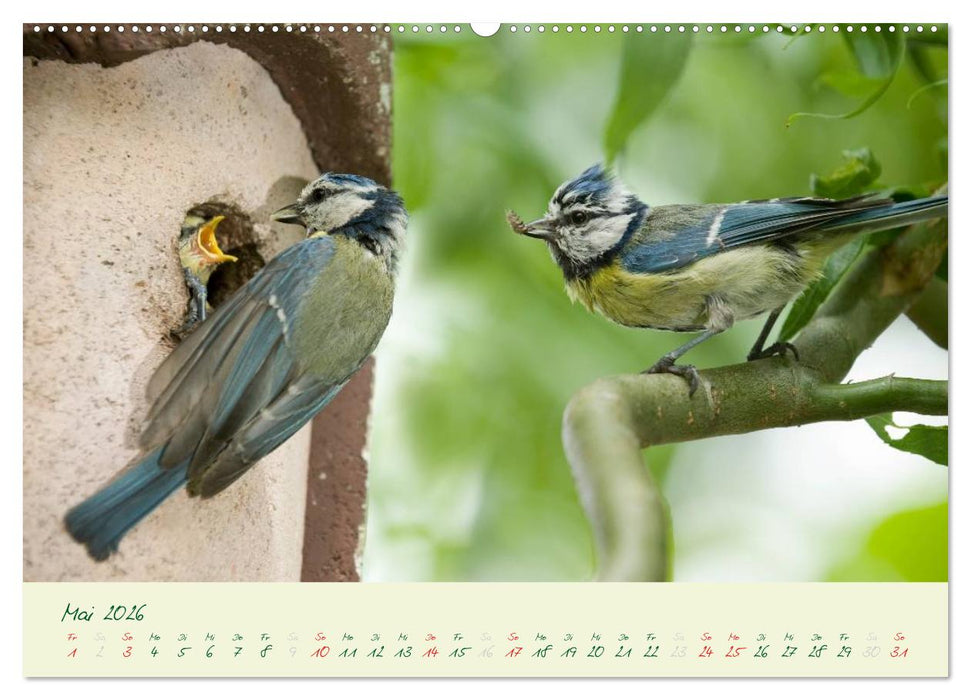 Elternzeit - das Familienleben der Blaumeisen (CALVENDO Premium Wandkalender 2026)