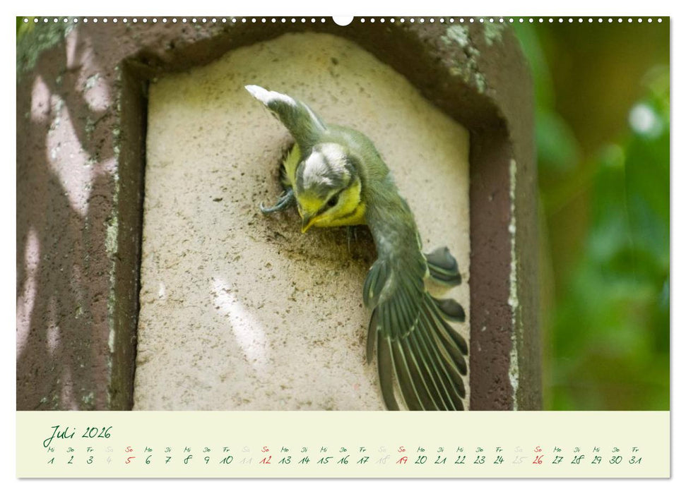 Elternzeit - das Familienleben der Blaumeisen (CALVENDO Premium Wandkalender 2026)