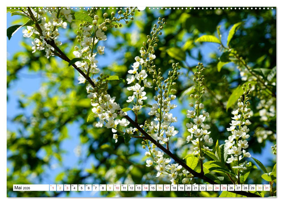 12 Monate Natur (CALVENDO Premium Wandkalender 2026)