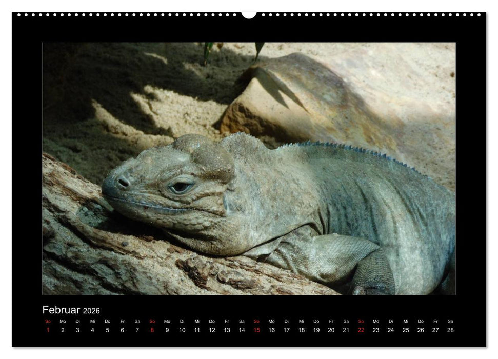 Faszinierende Reptilien (CALVENDO Premium Wandkalender 2026)