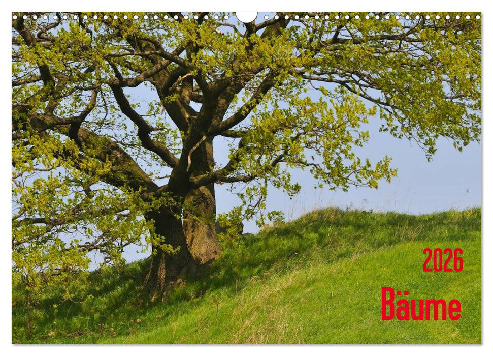 Bäume (CALVENDO Wandkalender 2026)