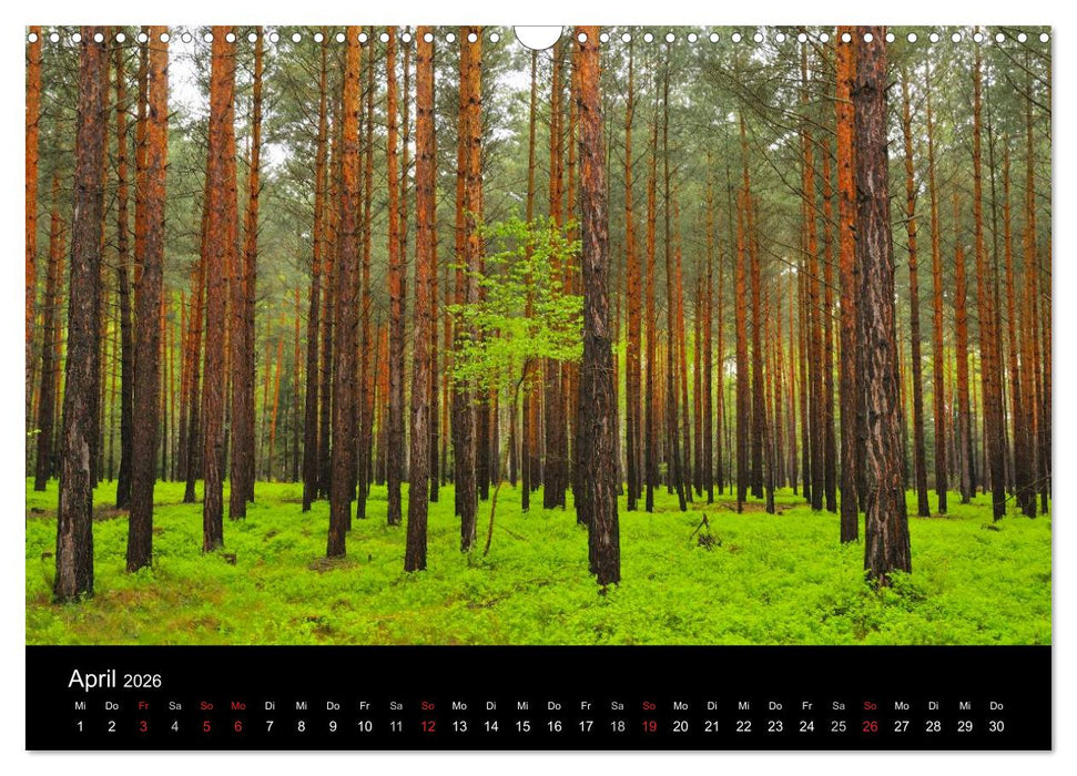 Bäume (CALVENDO Wandkalender 2026)